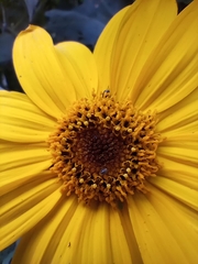 Tithonia tubaeformis