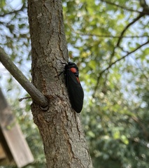 Huechys sanguinea