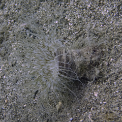 Pachycerianthus