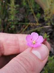 Drosera aliciae