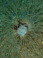 Pachycerianthus