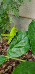 Cyrtacanthacridini