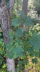 Acer platanoides