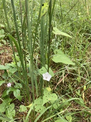 Ipomoea triloba