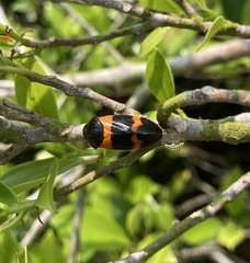 Cosmoscarta abdominalis