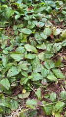 Rubus hispidus