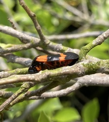 Cosmoscarta abdominalis