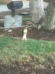 Sciurus niger