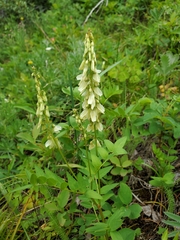 Hedysarum sulphurescens