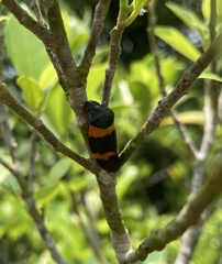 Cosmoscarta abdominalis