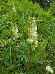 Hedysarum sulphurescens