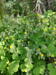 Oxalis laxa