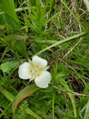 Calochortus apiculatus