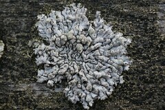 Physcia caesia