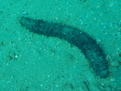 Holothuria
