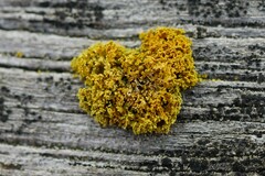 Polycauliona candelaria