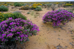 Lampranthus stipulaceus