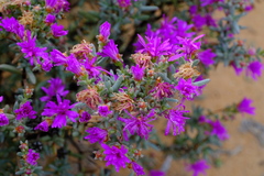 Lampranthus stipulaceus