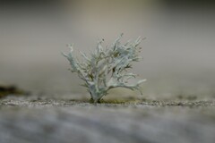 Ramalina farinacea