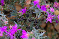Lampranthus stipulaceus