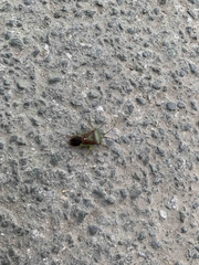 Acanthosoma haemorrhoidale