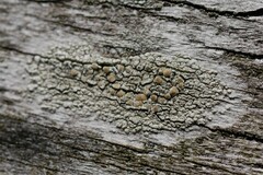 Lecanora symmicta