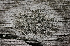 Buellia griseovirens
