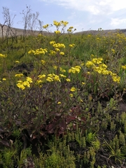 Senecio subcanescens
