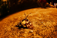 Arctiinae