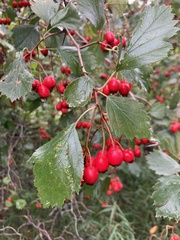 Crataegus
