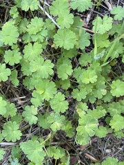 Geranium molle