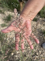 Eragrostis secundiflora