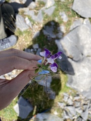 Scutellaria alpina