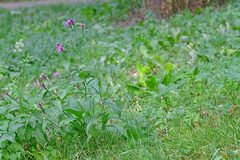 Centaurea nigrescens