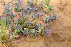 Euphorbia caput-medusae