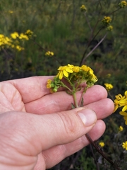 Senecio subcanescens