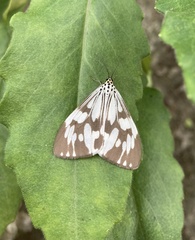 Nyctemera adversata