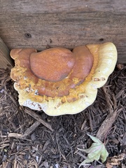 Ganoderma