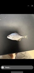 Trachinotus