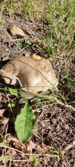 Caloboletus radicans