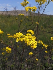 Senecio subcanescens