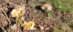 Caloboletus radicans