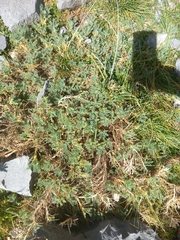 Astragalus sempervirens