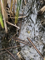 Lithobates pipiens