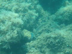 Dicentrarchus labrax