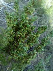 Cliffortia