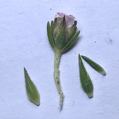Euchaetis scabricosta