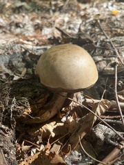 Leccinum holopus