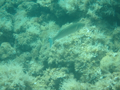 Dicentrarchus labrax