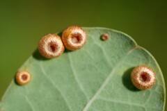 Neuroterus numismalis